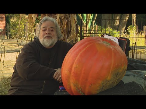 How one man carving a pumpkin for his daughter turned into an fall tradition at Lincoln Park Zoo