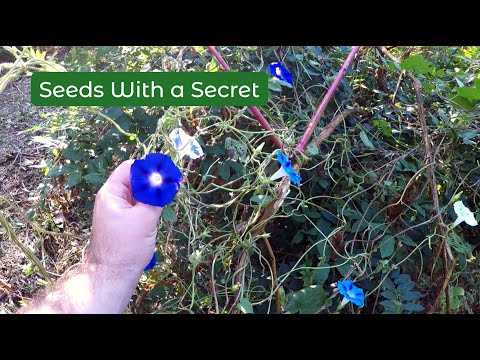 The Psychedelic Mystery of the Morning Glory