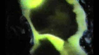 Riccardo Maneglia - Tempus Fugit - Bud Powell - Jazz Animation.mov