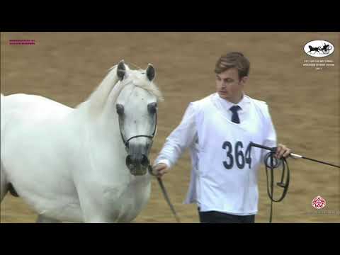 N 364 HEJAAZI AL RAYYAN   Qatar National Arabian Horse Championship 2021   Stallions 4 6 Years Old C