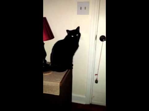 Keisha Kitty rings the bell and I'm supposed to jump up and let her out.