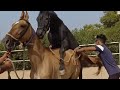 Powerful Horse Breeding Strong Stallion Not Controlling Horse Female