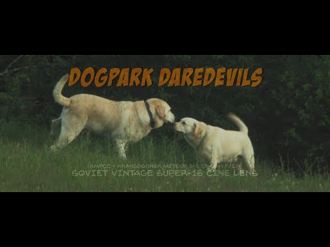 Dogpark Daredevils (BMPCC + Krasnogorsk Meteor 5-1 17-69mm f/1.9 Vintage Soviet Super 16 Cine  Zoom)