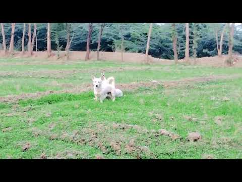 Guy Comes Home From Work With A Stray Dog |The Dodoo ,USJK