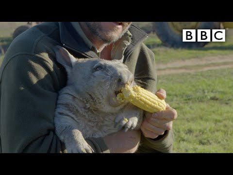 Feeding a farting wombat - BBC