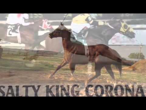 download lagu mp3 mp4 El Gato Americano, download lagu El Gato Americano gratis, unduh video klip El Gato Americano