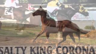 EL GATO AMERICANO - GRUPO LABERINTO