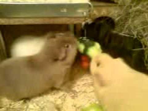 Dinner a la Charakterschwein