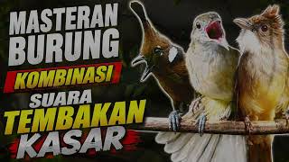 Download lagu Masteran Burung || Kombinasi Suara Tembakan Cucak Jenggot, Cililin dan Kapas Tembak mp3