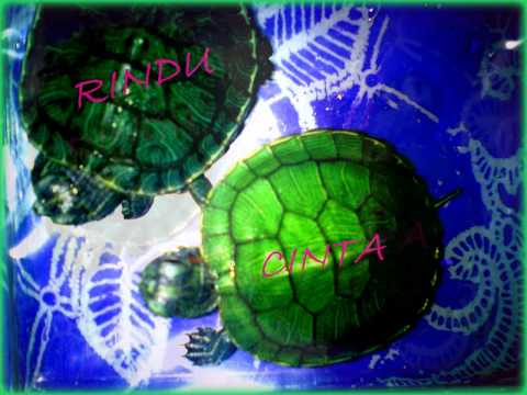 pencinta terbaik - ost cinta kura-kura