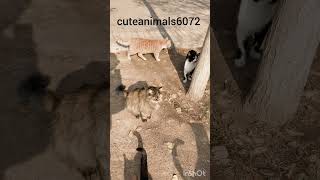 Download lagu https://youtube.com/@cuteanimals6072?si=ik5rt-V4V2IJ9bL-?sub_confirmation=1 mp3 Download lagu https://youtube.com/@cuteanimals6072?si=ik5rt-V4V2IJ9bL-?sub_confirmation=1 mp3