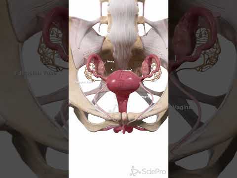 Uterus in the Female Pelvis | 3D Anatomy Animation