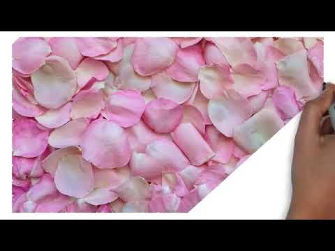 Happy birthday Laboni (SajiB)