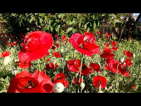 download lagu mp3 mp4 Red Species Tulip, download lagu Red Species Tulip gratis, unduh video klip Red Species Tulip