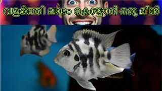 ഫിഷ് ബ്രീഡിങ് പഠിക്കാം ??!! Fish breeding easy steps for making money