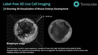 Mouse embryo development - Label-free 3D live cell imaging