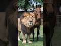 Lion And Horse Fighting