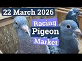 Racing Pigeon Market Lier Belgium 22 March 2026 A Great Closing Edition ️