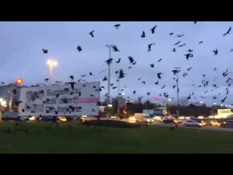 Imagini neobișnuite, surprinse &icirc;n Constanța! Un bărbat a filmat totul, &icirc;n timp ce se afla pe stradă (VIDEO)