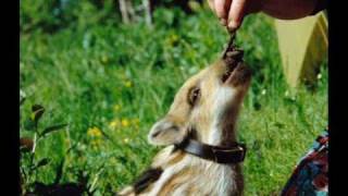 hippiehaus - trigger.wmv