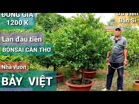 MAI GIẢO THỦ ĐỨC CHƠI TET 2022 ngày 28/12(O522-725-9O1) bonsai cần thơ