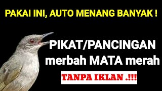 Download lagu ANTI BONCOS! suara pikat merbah mata merah UNTUK pancingan merbah Burung merbah mata merah mp3 Download lagu ANTI BONCOS! suara pikat merbah mata merah UNTUK pancingan merbah Burung merbah mata merah mp3