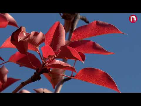 Payız etüdləri - 09.11.2024