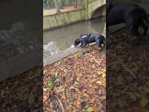 On the way home from work when my retired police canine made  a sad discovery #crime #k9 #police