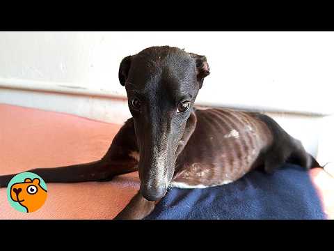 Skinny Dog Could Barely Walk Until One Lady Brought Him Home | Cuddle Buddies