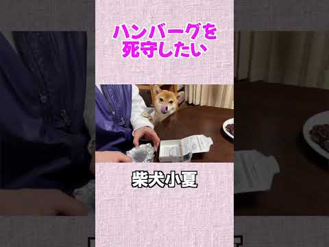 ハンバーグを死守したい #神戸 #柴犬 #shibainu #癒し