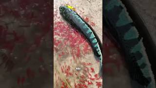 Download lagu RESPECT‼️MELEPAS INDUK TOMAN‼️ #shorts mp3 Download lagu RESPECT‼️MELEPAS INDUK TOMAN‼️ #shorts mp3