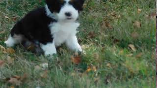 Video preview image #1 Miniature Bernedoodle Puppy For Sale in MILLERSBURG, OH, USA