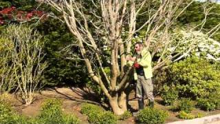 preview picture of video 'Long Island Tree Spraying for a Dying Red Maple'