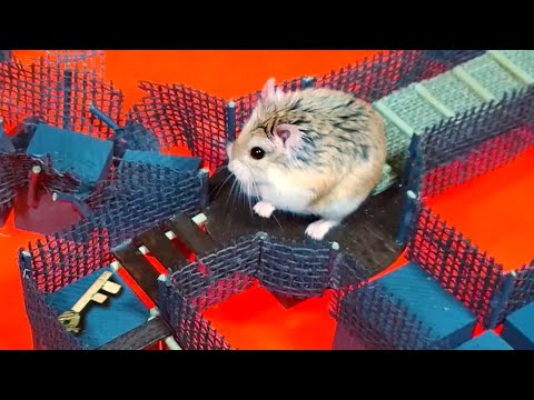 MAJOR HAMSTER is the new INDIANA JONES - Best ancient temple adventures
