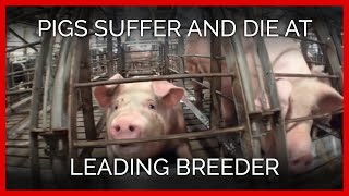 Pigs Suffer and Die at Leading Breeder