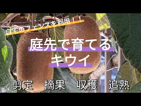 キウイ収穫のヒント