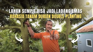 Download lagu Lahan Sempit Bisa Jadi Ladang Emas, Rahasia Tanam Durian Durian Double Planting! mp3 Download lagu Lahan Sempit Bisa Jadi Ladang Emas, Rahasia Tanam Durian Durian Double Planting! mp3
