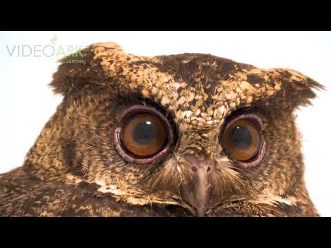 Otus everetti zariadenie
