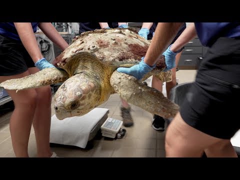 Loggerhead Sea Turtle Rescued - Meet Wiley