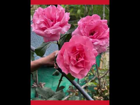 Flowerbloom ,ClorfullFlower ,Types of Flower,Flower varieties..@Arpana Sotang.North Sikkim India.