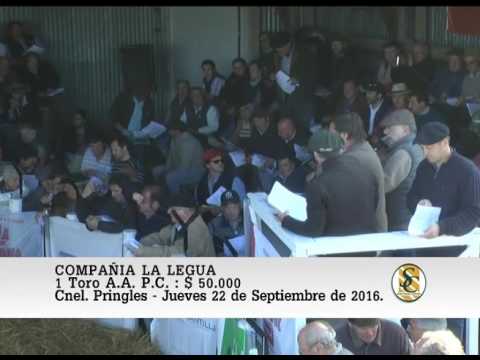 22-09-16 Venta de Toros P.C. y P.R. - Compañia La Legua - Coronel Pringles.