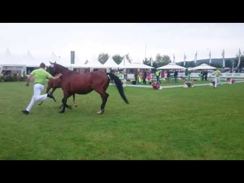 Count Louis v. Cachassini beim Fohlenchampionat