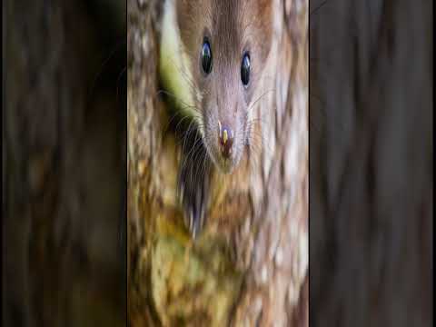 An ultrasonic sound that will drive mice out of your home. #insects#drive away#mice#ultrasound#