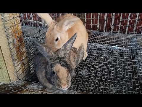 Rabbit Breeding, The perfect fall off.