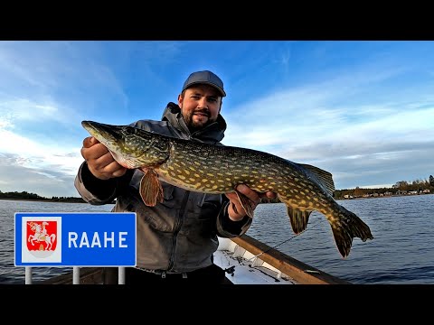 PIKE FISHING IN RAAHE ARCHIPELAGO - FOOD FISH FROM SEA