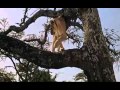 Born Free Part 5 1966 Mp4