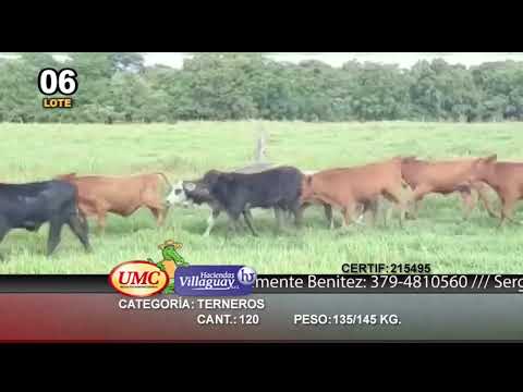 Lote 120 Terneros en Clorinda, Formosa