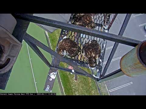 Fledge Watch! Trio Of Red-tailed Hawk Nestlings Hang Out At Edge Of Nesting Platform – June 11, 2020