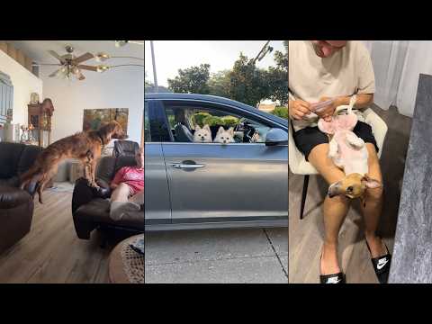 Proof my dog wouldn’t last in the wild