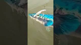 Download lagu Ikan TOMAN Paling Langka Warna Biru Menyala! #mancing #ngapak #ngapakbanyumasan #toman #ikanlangka mp3 Download lagu Ikan TOMAN Paling Langka Warna Biru Menyala! #mancing #ngapak #ngapakbanyumasan #toman #ikanlangka mp3